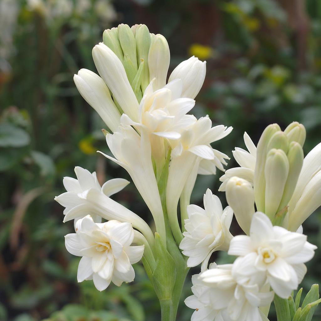 Tuberose Absolute