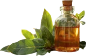 bay-leaf-oil