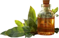 bay-leaf-oil