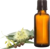 eucalyptus-oil