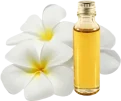 plumeria-alba