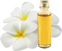 plumeria-alba